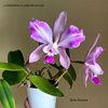 c.claesiana x c.pao de acucar.